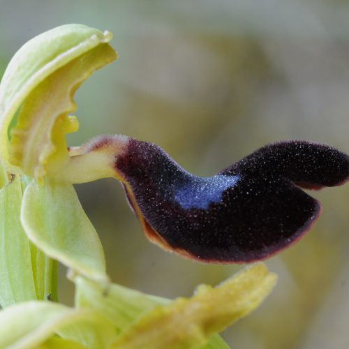 Ophrys atlantica