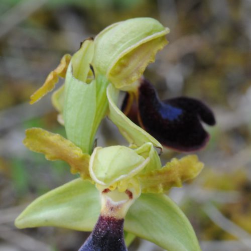 Ophrys atlantica