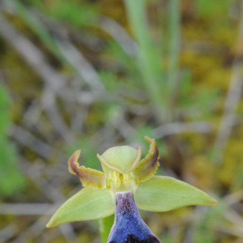 Ophrys atlantica