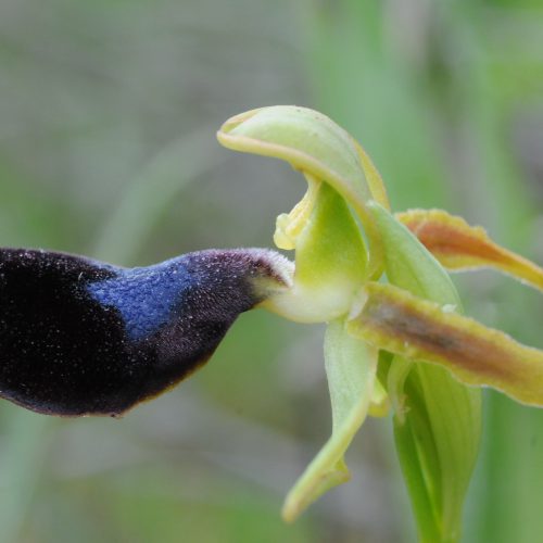 Ophrys atlantica