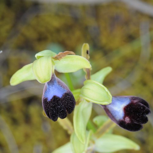 Ophrys atlantica