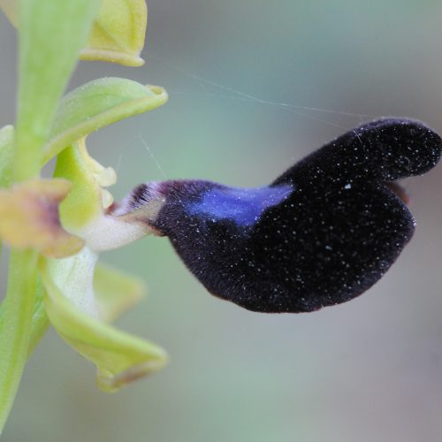 Ophrys atlantica