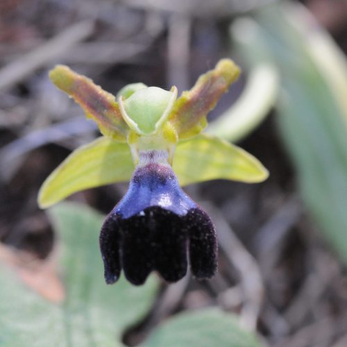 Ophrys atlantica