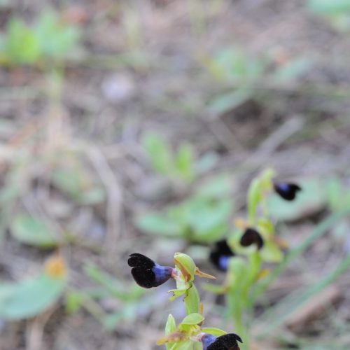 Ophrys atlantica