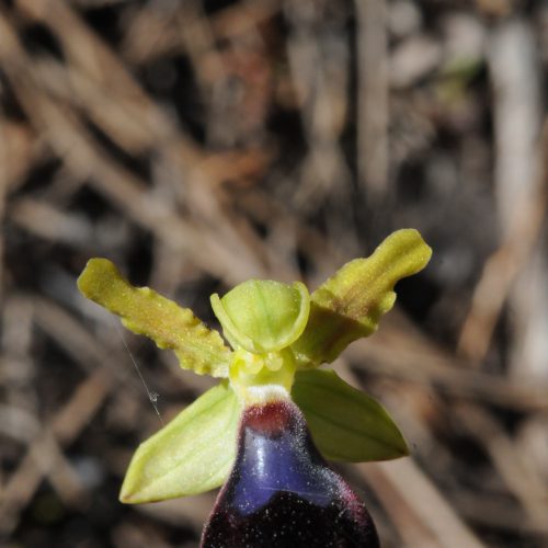 Ophrys atlantica