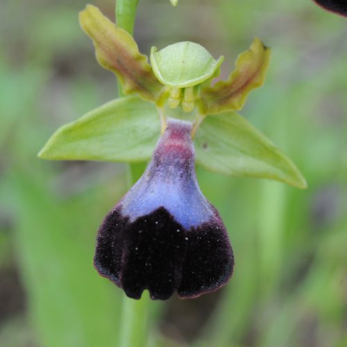 Ophrys atlantica