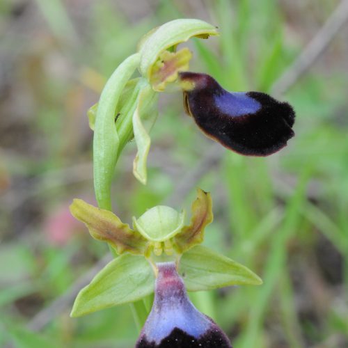 Ophrys atlantica