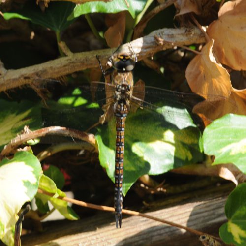 Anax imperator Grote Keizerlibel