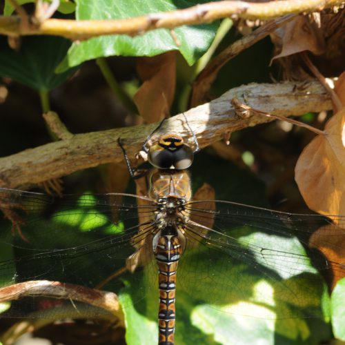 Anax imperator Grote Keizerlibel