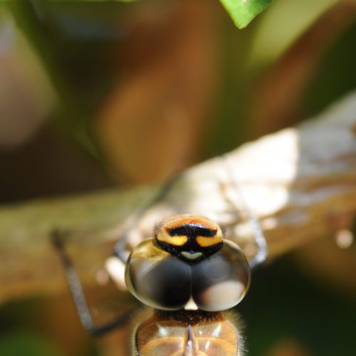 Anax imperator Grote Keizerlibel