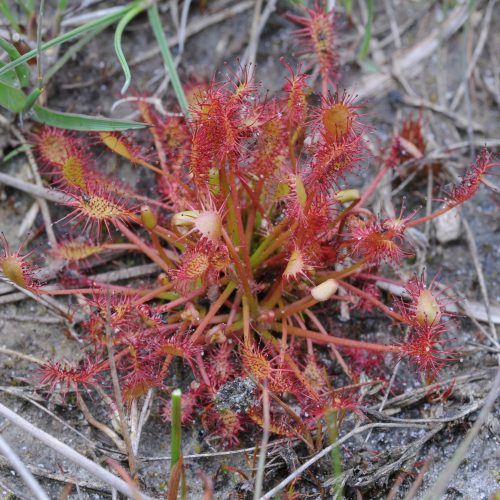 Drosera intermedia Kleine Zonnedauw