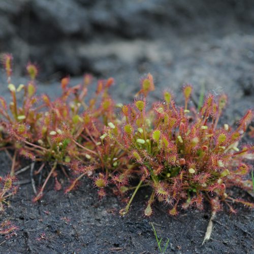 Drosera intermedia Kleine Zonnedauw