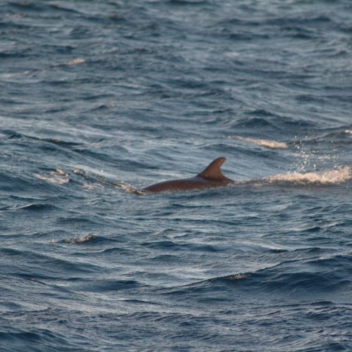 Melon headed Whale