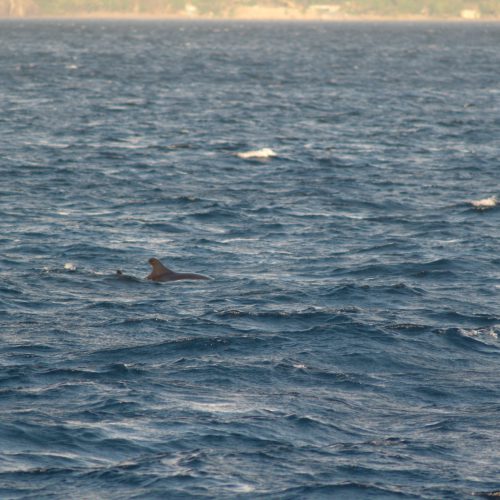 Melon headed Whale