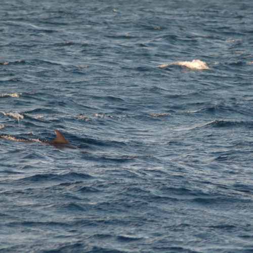 Melon headed Whale