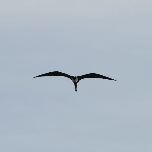 Magnificent Frigatebird