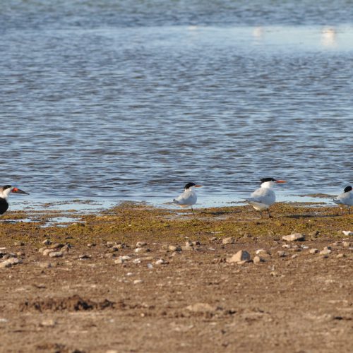 Black Skimmer