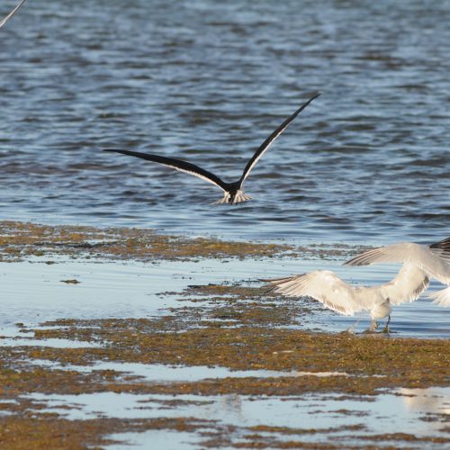 Black Skimmer