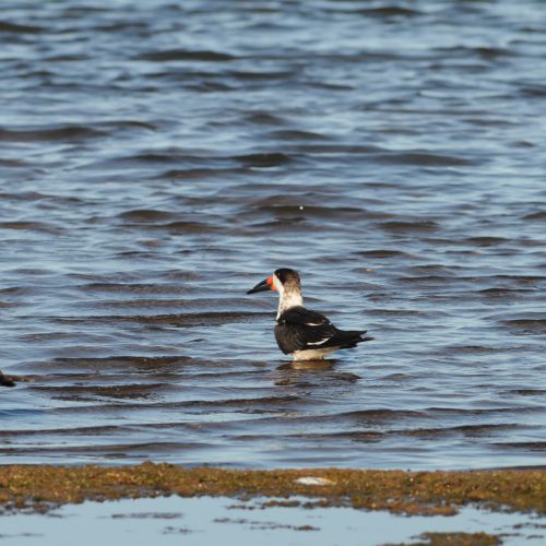 Black Skimmer