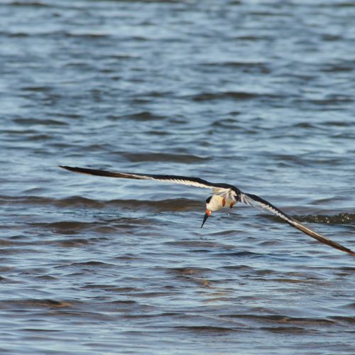 Black Skimmer