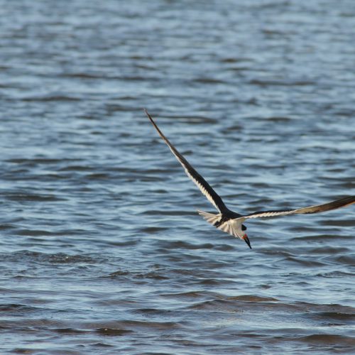 Black Skimmer