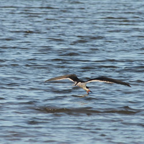 Black Skimmer