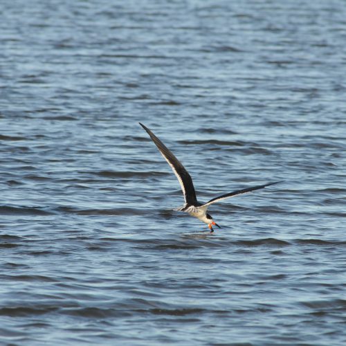 Black Skimmer