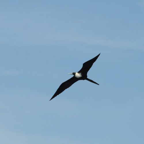 Magnificent Frigatebird