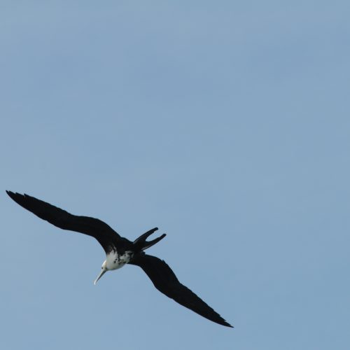 Magnificent Frigatebird