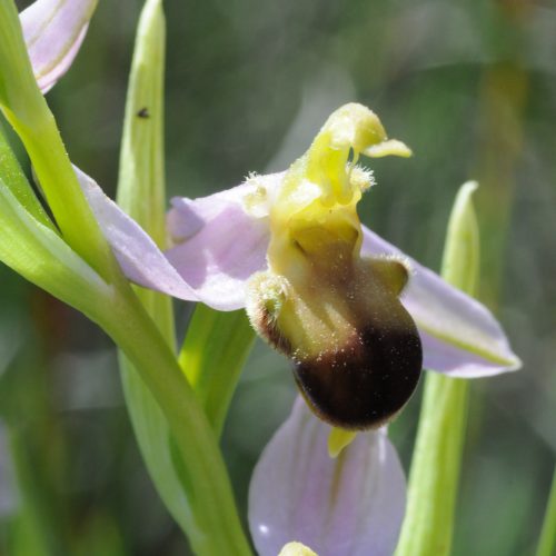 Ophrys apifera forma bicolor