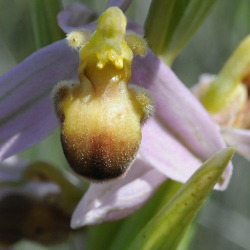 Ophrys apifera forma bicolor