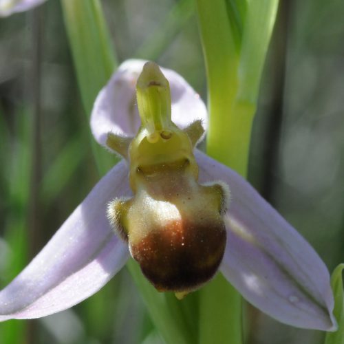 Ophrys apifera forma bicolor