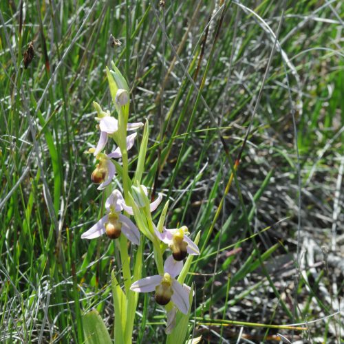 Ophrys apifera forma bicolor