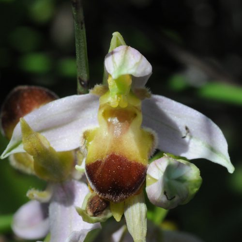 Ophrys apifera forma bicolor