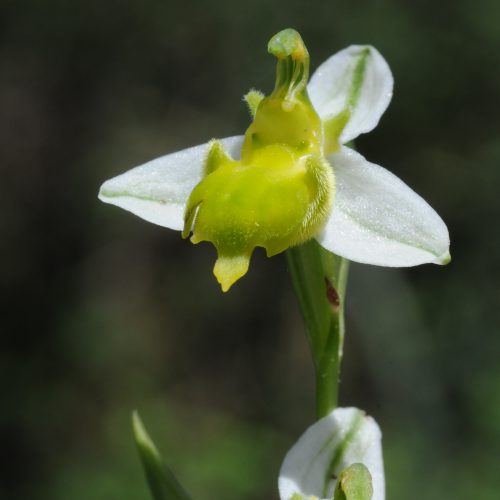 Ophrys apifera forma chlorantha