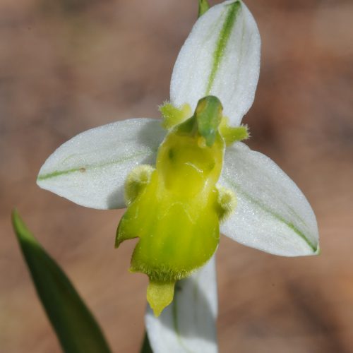 Ophrys apifera forma chlorantha