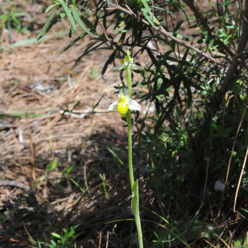 Ophrys apifera forma chloranta