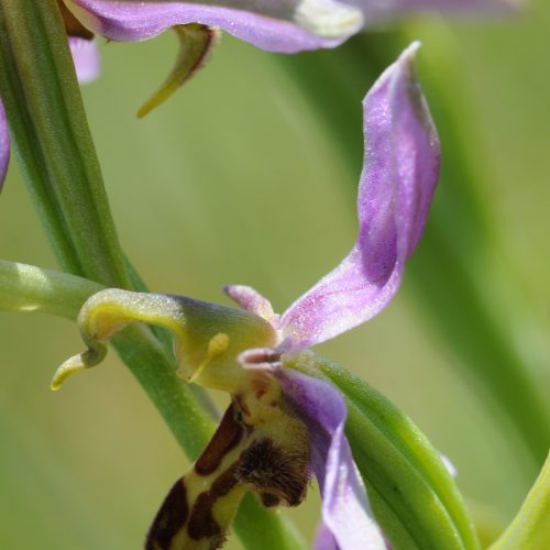 Ophrys apifera forma trollii