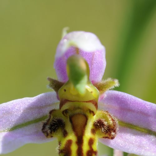 Ophrys apifera forma trollii