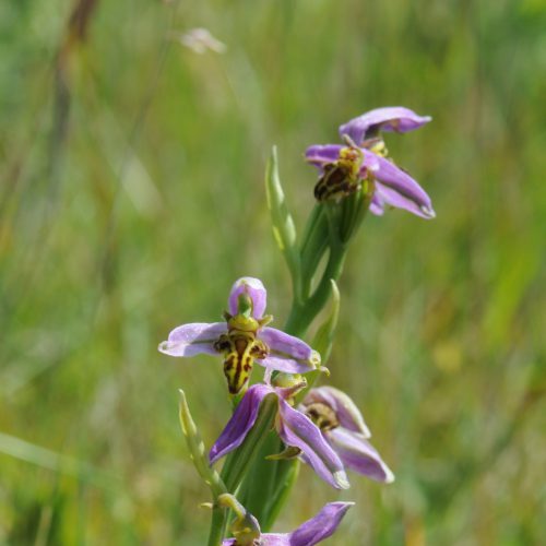 Ophrys apifera forma trollii