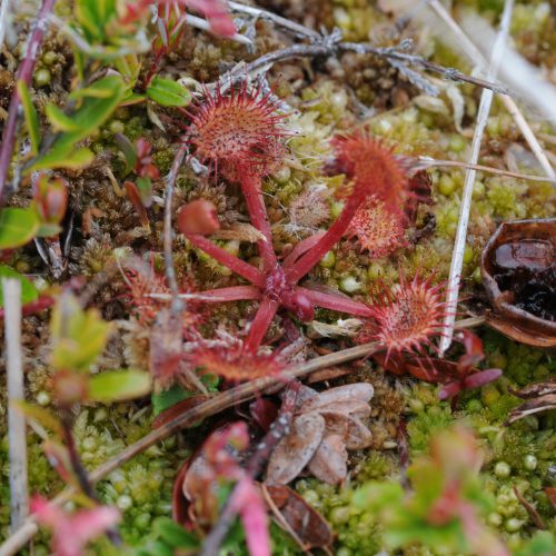 Drosera rotundifolia Ronde Zonnedauw