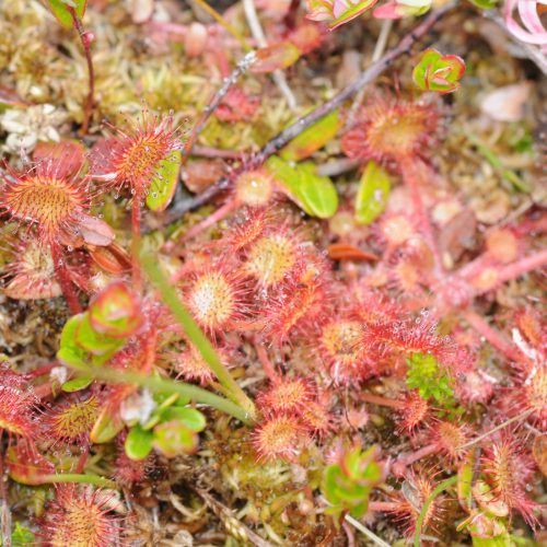 Drosera rotundifolia Ronde Zonnedauw