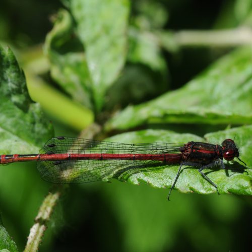 Pyrrhosoma nymphula Vuurjuffer