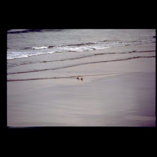 Yellow eyed Penguin