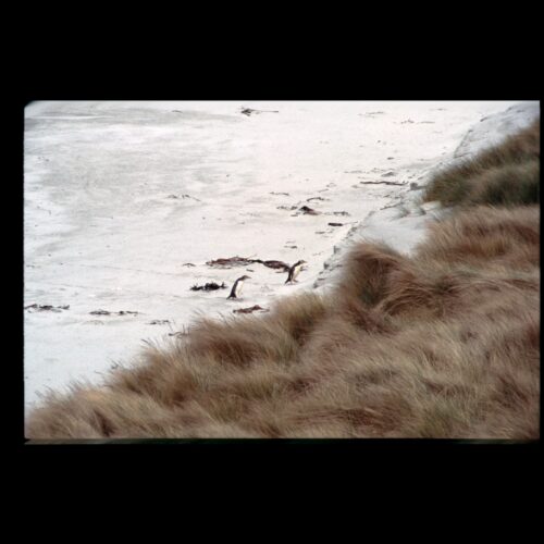 Yellow eyed Penguin