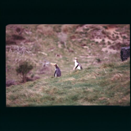 Yellow eyed Penguin