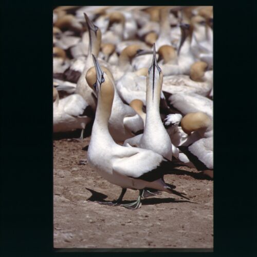 Cape Gannet