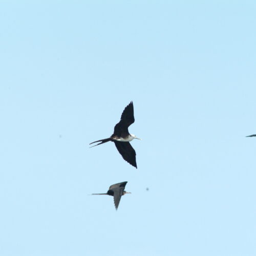 Magnificent Frigatebird