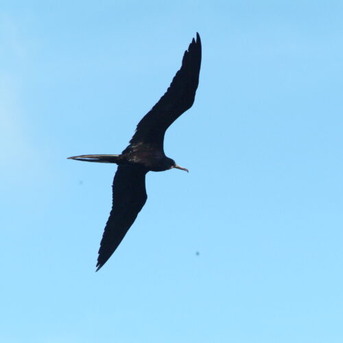 Magnificent Frigatebird