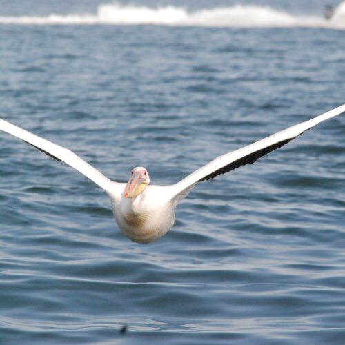 Eastern White Pelican